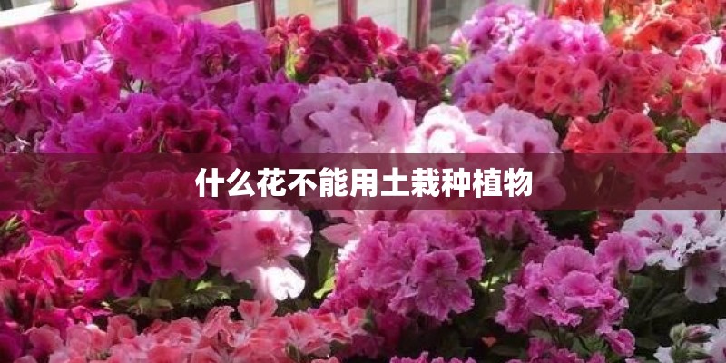 什么花不能用土栽种植物