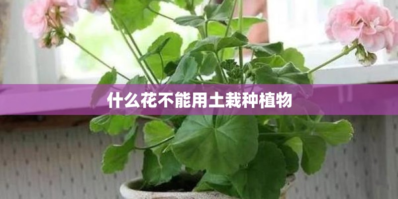 什么花不能用土栽种植物