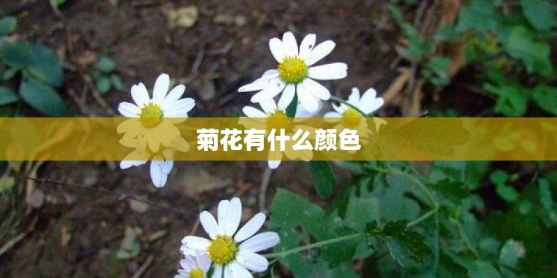 菊花有什么颜色