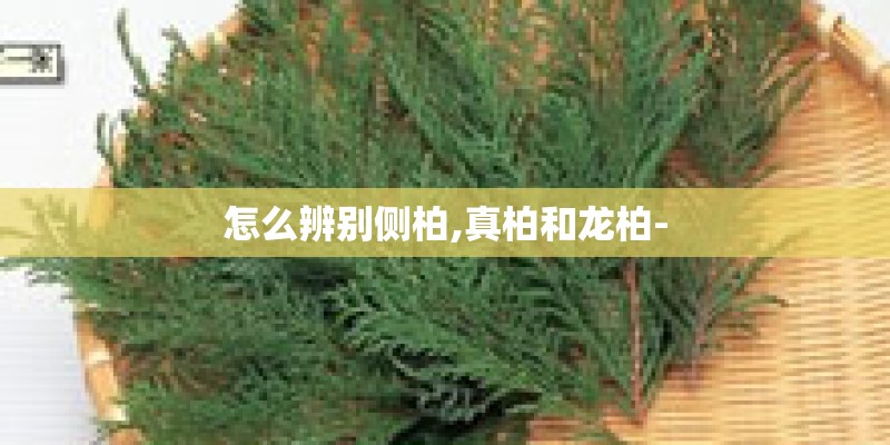 怎么辨别侧柏,真柏和龙柏- 怎么辨别侧柏,真柏和龙柏-