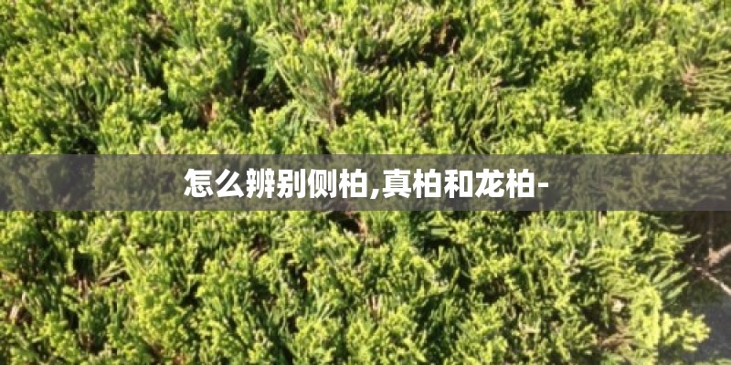 怎么辨别侧柏,真柏和龙柏- 怎么辨别侧柏,真柏和龙柏-