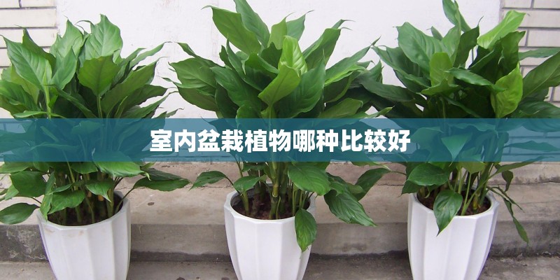 室内盆栽植物哪种比较好