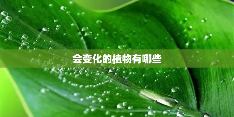 会变化的植物有哪些