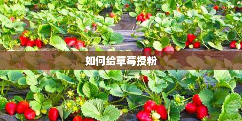 如何给草莓授粉