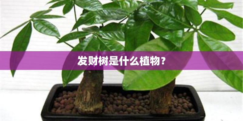 发财树是什么植物？
