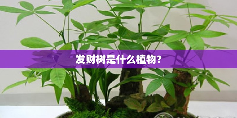 发财树是什么植物？
