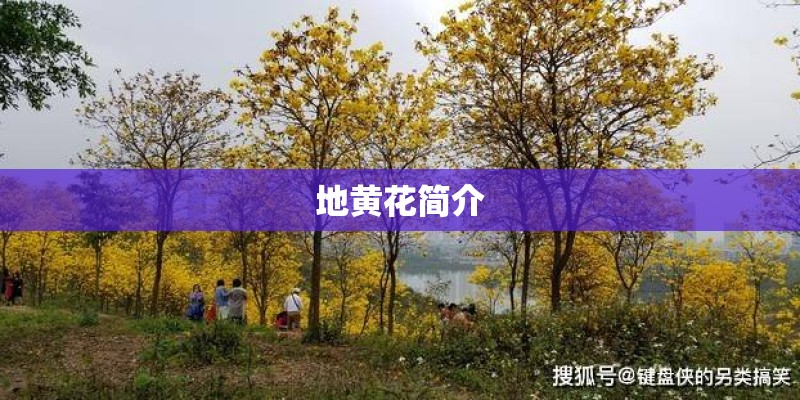 地黄花简介 地黄花简介