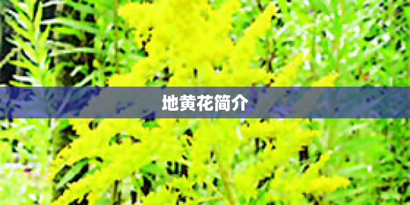 地黄花简介 地黄花简介
