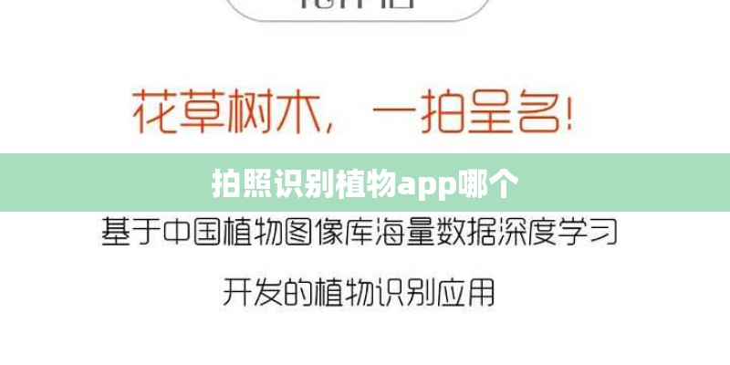 拍照识别植物app哪个 拍照识别植物app哪个
