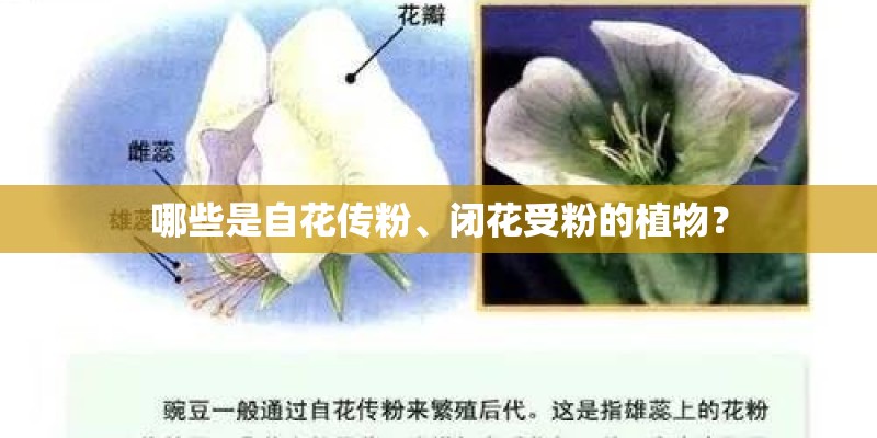 哪些是自花传粉、闭花受粉的植物？
