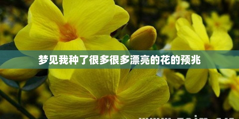 梦见我种了很多很多漂亮的花的预兆