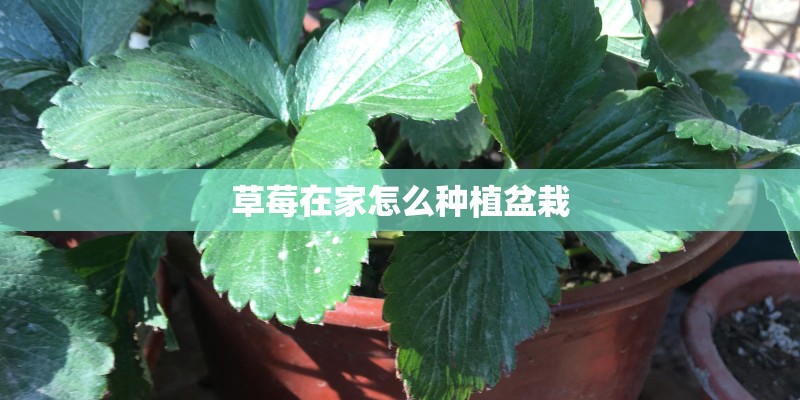 草莓在家怎么种植盆栽