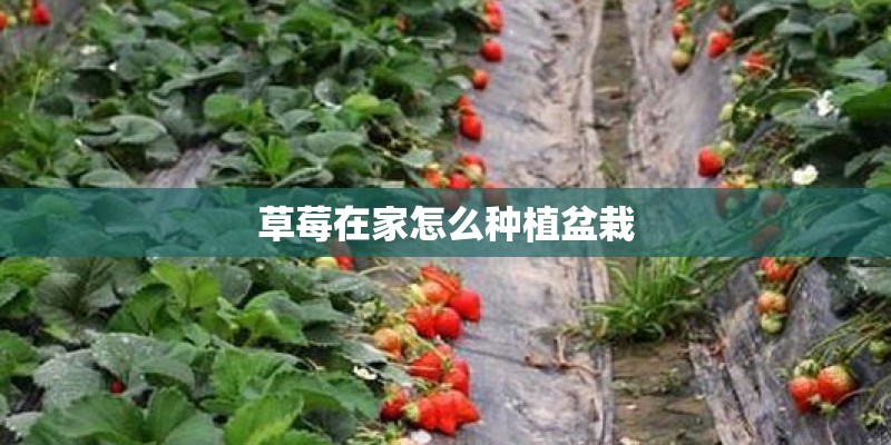 草莓在家怎么种植盆栽