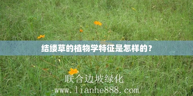 结缕草的植物学特征是怎样的？