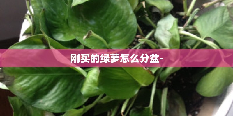 刚买的绿萝怎么分盆-
