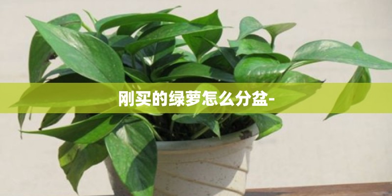 刚买的绿萝怎么分盆-