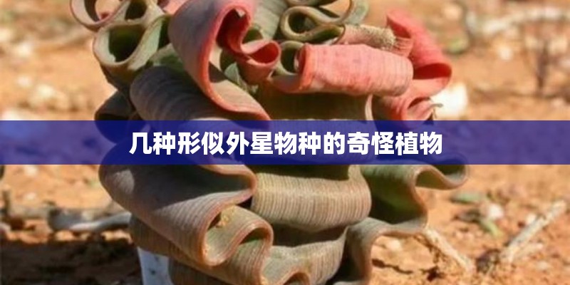 几种形似外星物种的奇怪植物