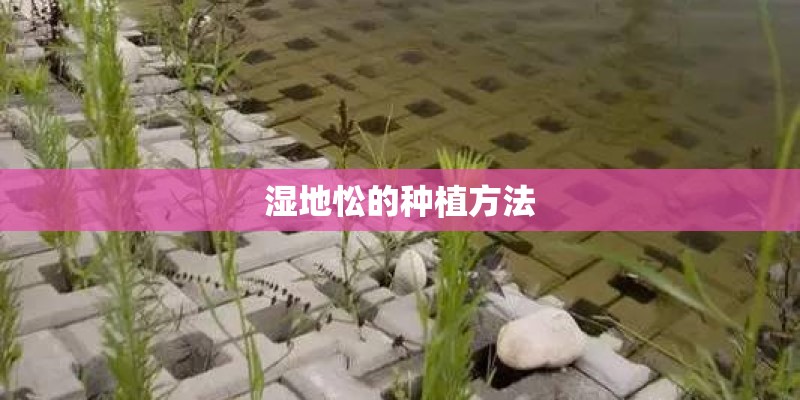 湿地忪的种植方法