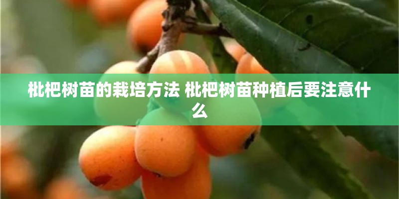 枇杷树苗的栽培方法 枇杷树苗种植后要注意什么
