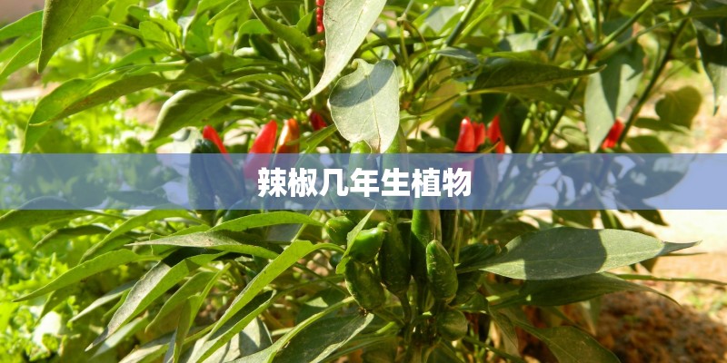 辣椒几年生植物