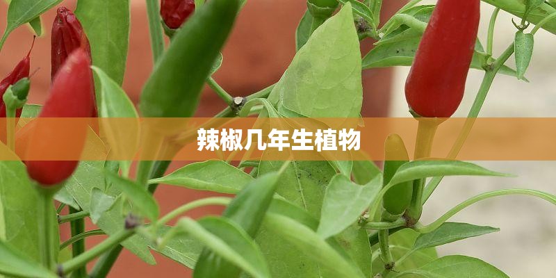 辣椒几年生植物
