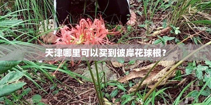 天津哪里可以买到彼岸花球根？