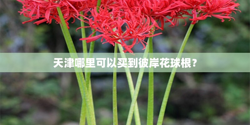 天津哪里可以买到彼岸花球根？