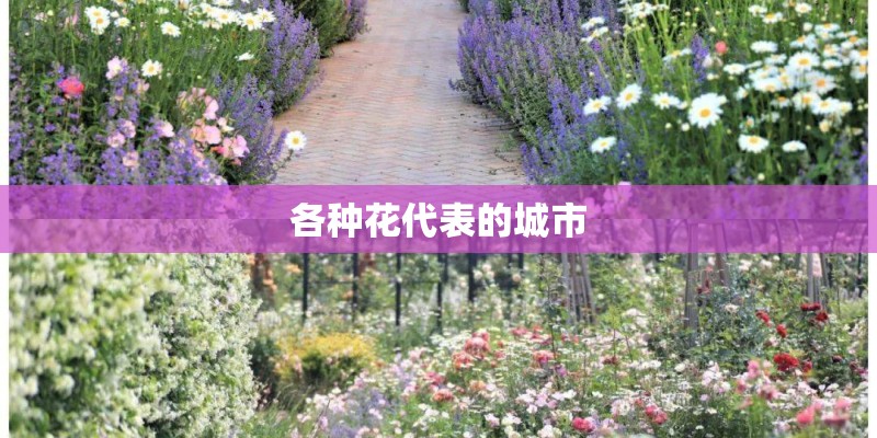 各种花代表的城市