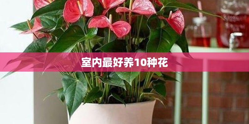 室内最好养10种花