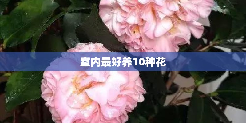 室内最好养10种花