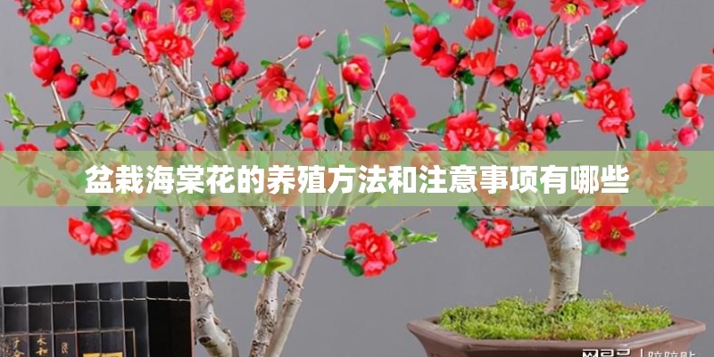盆栽海棠花的养殖方法和注意事项有哪些