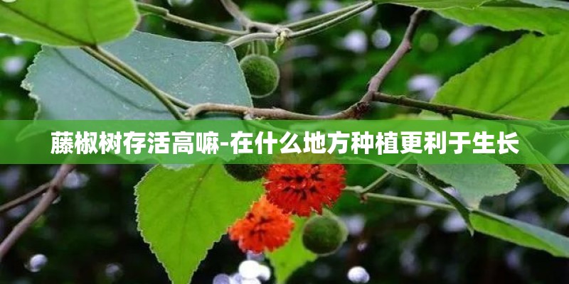 藤椒树存活高嘛-在什么地方种植更利于生长 藤椒树存活高嘛-在什么地方种植更利于生长