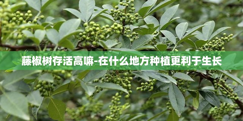 藤椒树存活高嘛-在什么地方种植更利于生长 藤椒树存活高嘛-在什么地方种植更利于生长