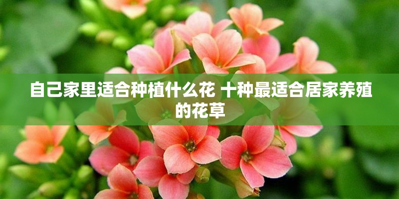 自己家里适合种植什么花 十种最适合居家养殖的花草