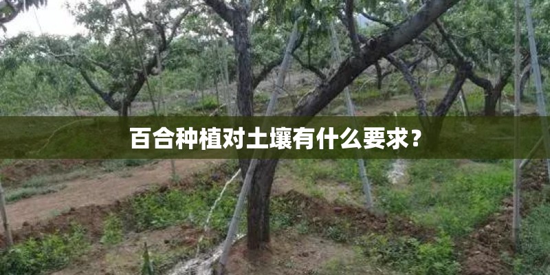 百合种植对土壤有什么要求？