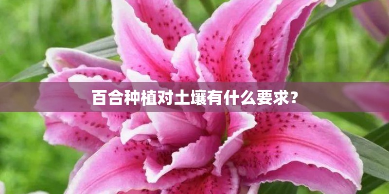 百合种植对土壤有什么要求? 百合种植对土壤有什么要求?