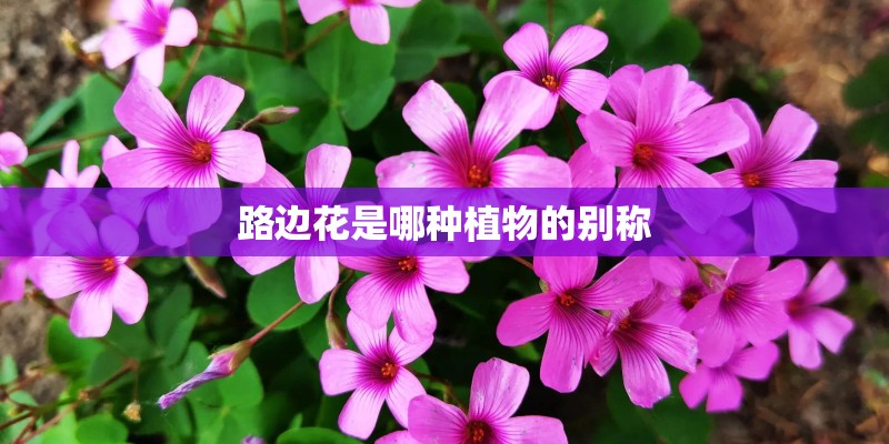 路边花是哪种植物的别称