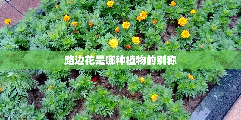路边花是哪种植物的别称