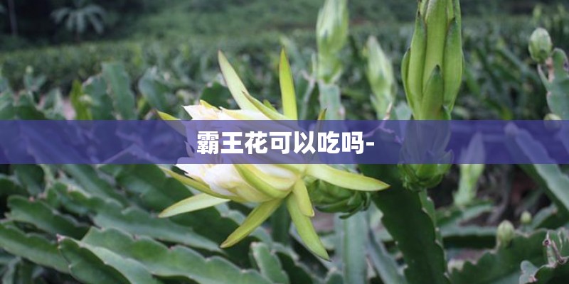 霸王花可以吃吗-