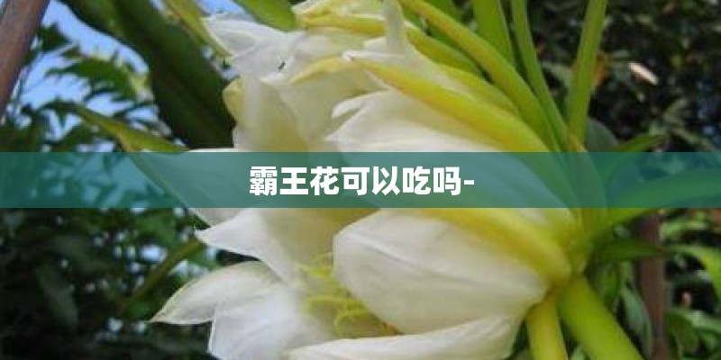 霸王花可以吃吗-