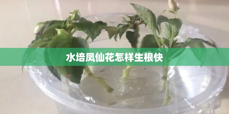 水培凤仙花怎样生根快 水培凤仙花怎样生根快