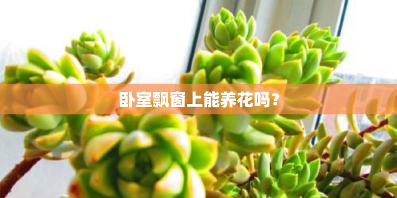 卧室飘窗上能养花吗？