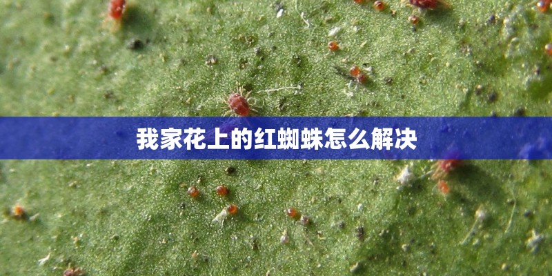 我家花上的红蜘蛛怎么解决