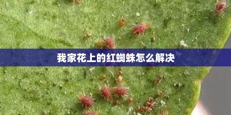 我家花上的红蜘蛛怎么解决