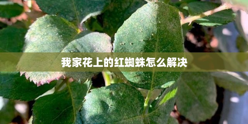 我家花上的红蜘蛛怎么解决