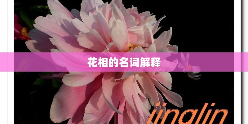 花相的名词解释 花相的名词解释