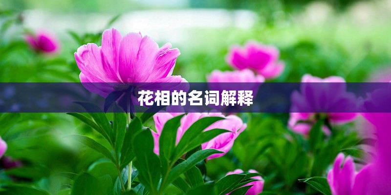 花相的名词解释 花相的名词解释