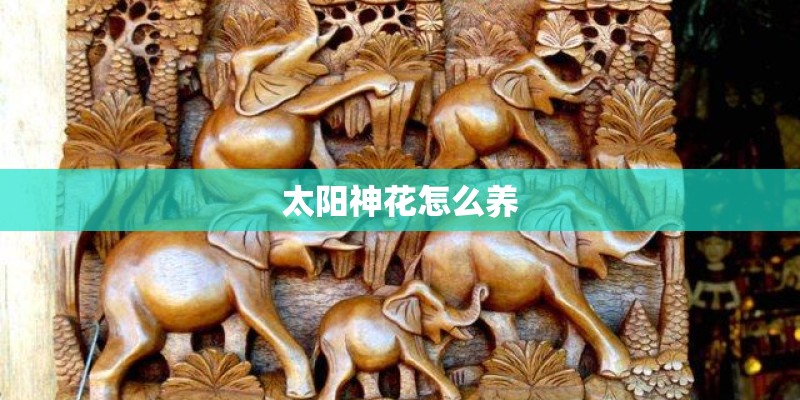 太阳神花怎么养 太阳神花怎么养