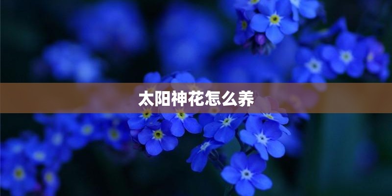 太阳神花怎么养