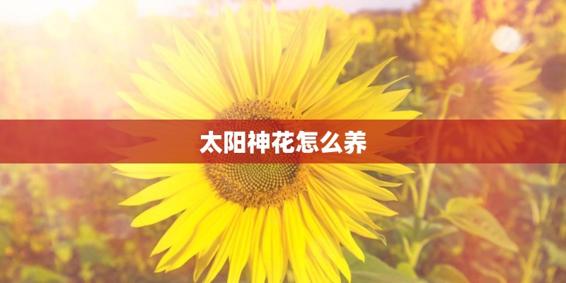 太阳神花怎么养 太阳神花怎么养